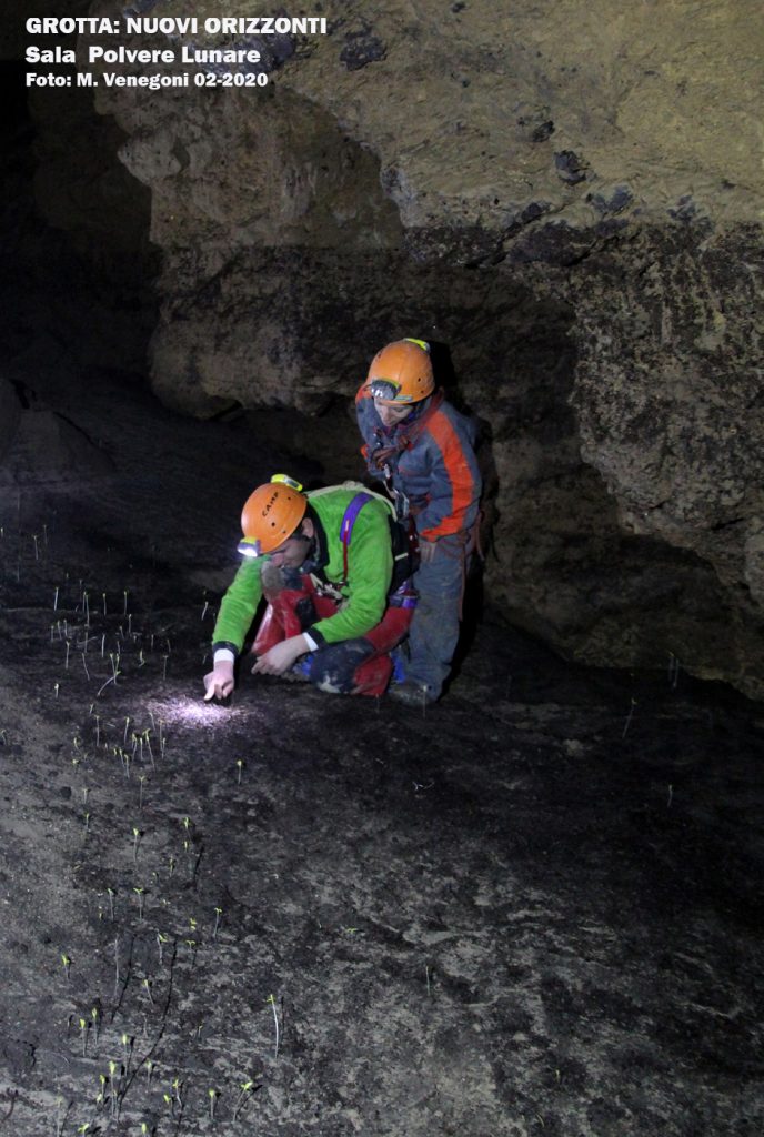 Germogli nella Grotta Nuovi Orizzonti
