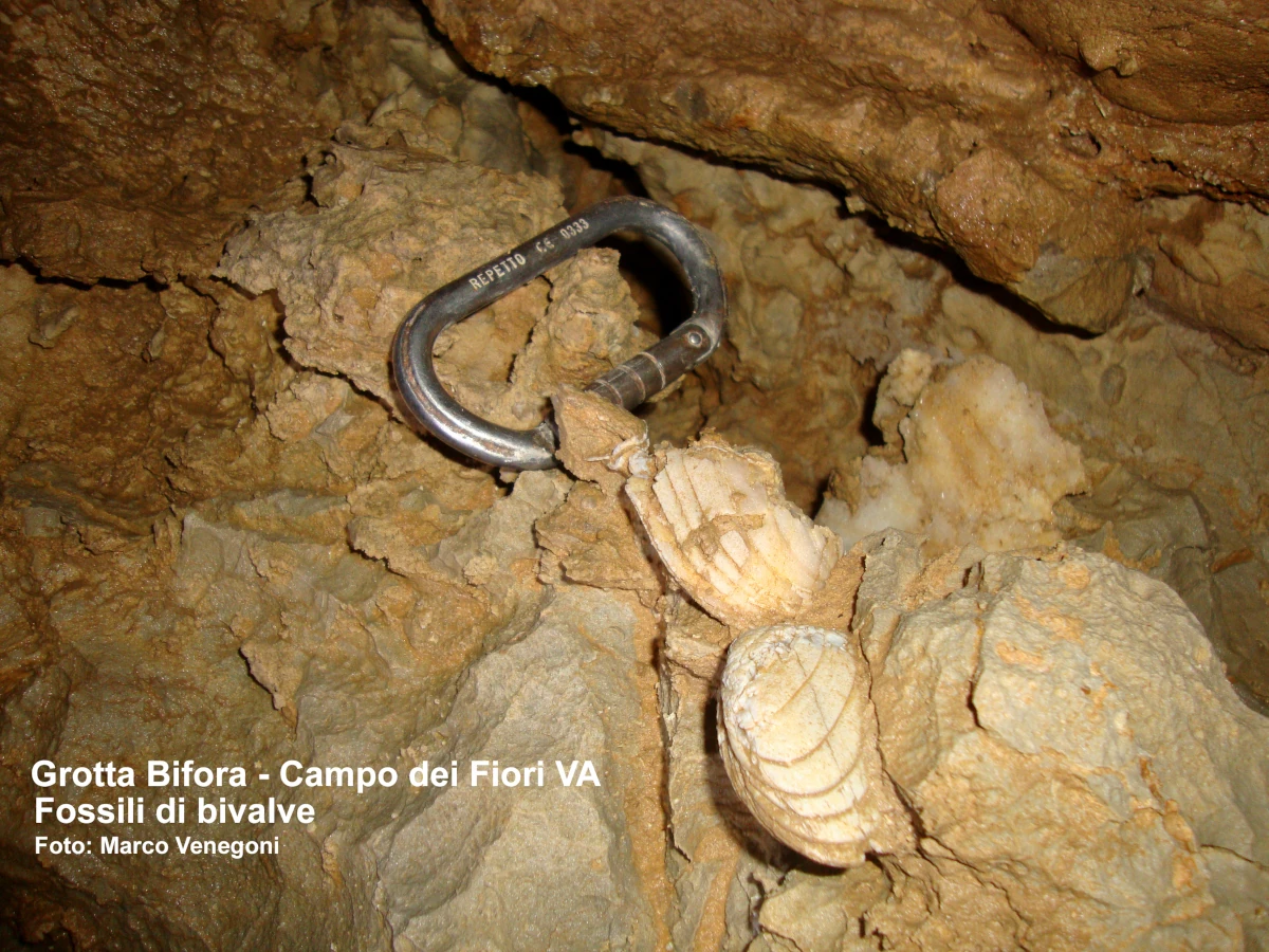 Fossili di bivalve nella Grotta Bifora