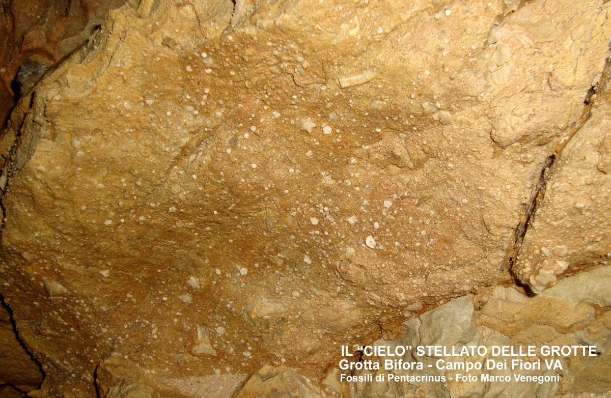 Fossili di Pentacrinus nella Grotta Bifora