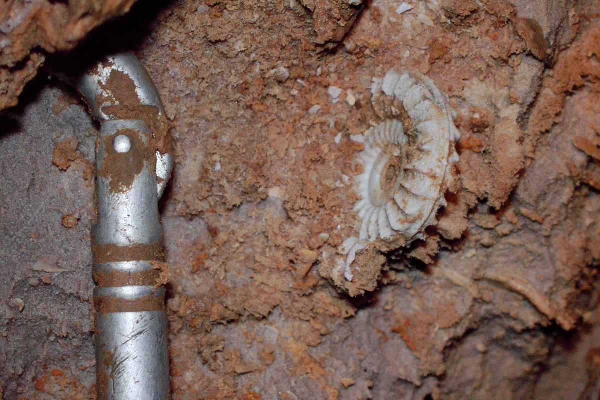 Ammonite nella Grotta Via Col Vento