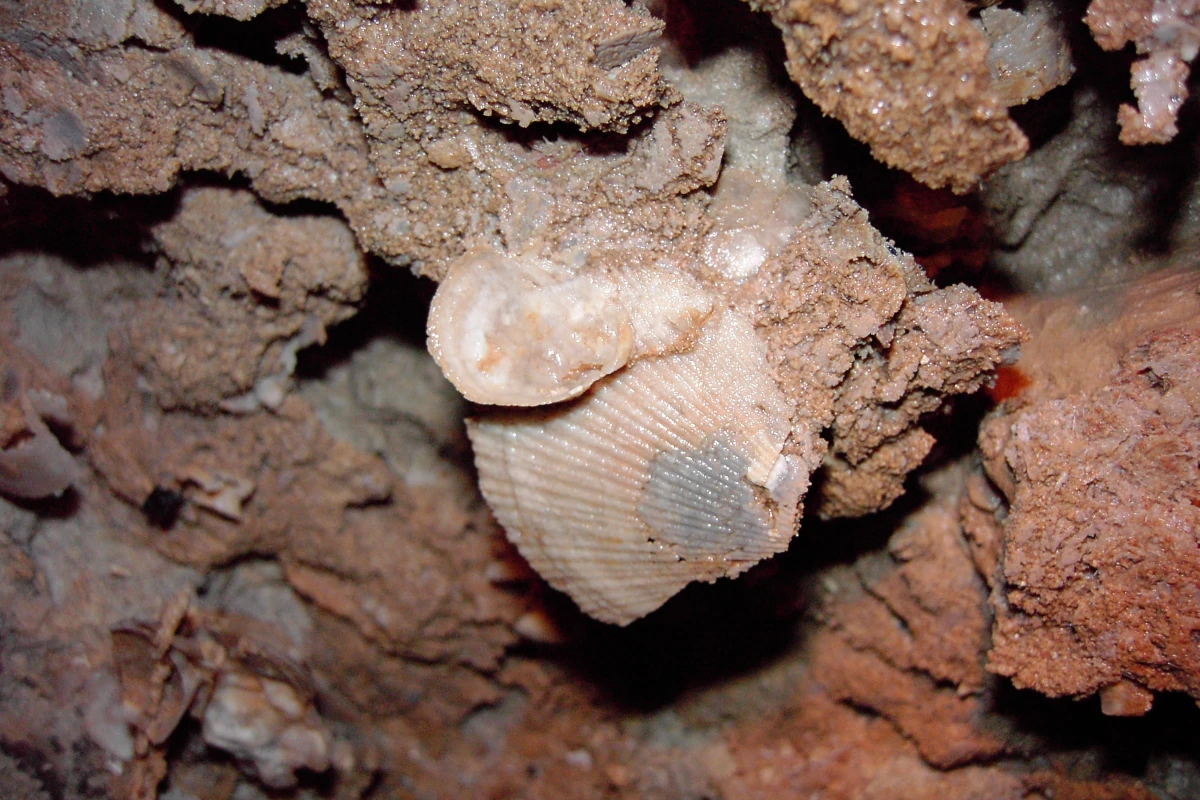 Conchiglie fossili nella Grotta Via Col Vento
