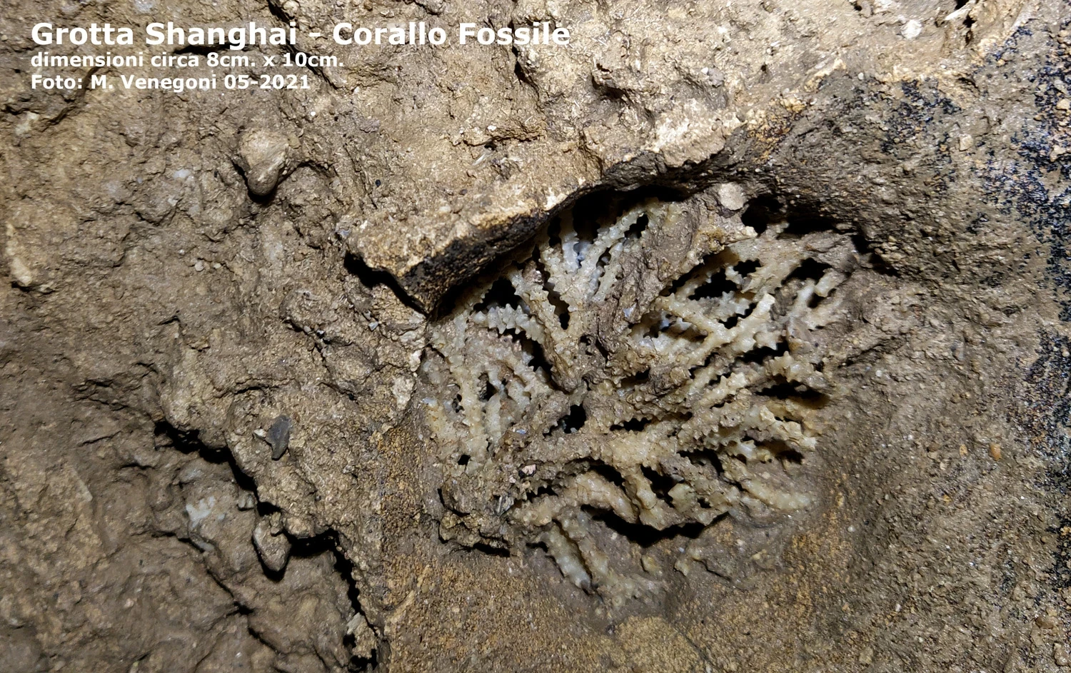 Corallo fossile nella Grotta Shanghai