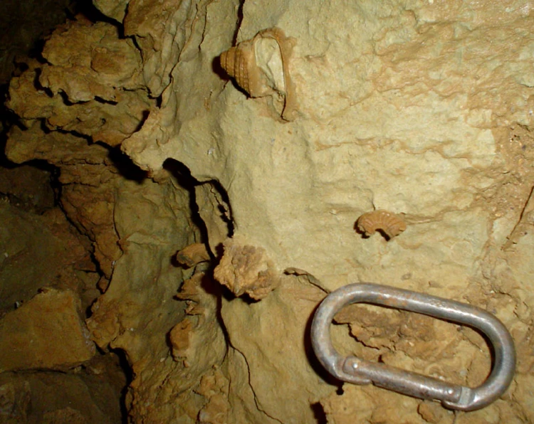 Fossili nella Grotta Shanghai